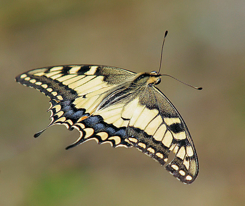 Papilio machaon in volo